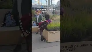 надо такое дома завести #спокойствие #лаванда
