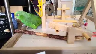 Frioli vs the stick