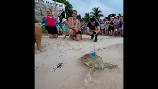 Sea Turtle Released in the Florida Keys Joins 'Tour de Turtles' Race