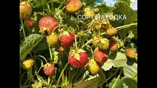 ЗЕМКЛУНИКА сорт НАХОДКА. Суперурожайный и неприхотливый. Действительно сорт находка!