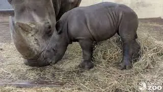 White Rhino Calf Zoomies