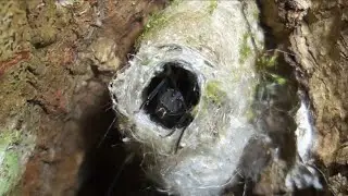 Así es como las hormigas tejedoras tejen su nido 🐜 😲 - Polyrhachis dives