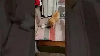 Коты борьба))