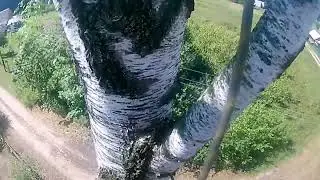Арбористика!/ Спилили большую березу в проводах. Работа с полиспастом