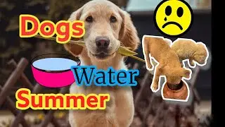 Baby Dogs Doing Funny Things | Help dogs |cute dogs life