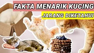 Fakta Menarik Tentang Kucing yang Jarang Diketahui