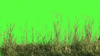 grass green screen