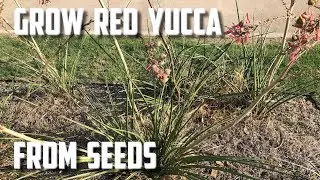 Grow Red Yucca From Seed