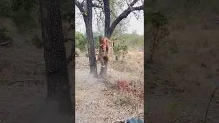 How FAST and STRONG is a LEOPARD 🤯🐆 #leopard #safari
