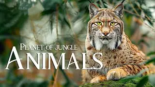Animals That Call The Jungle Home | Relaxation Film