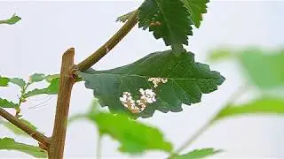 Bonsai'de Hastalık ve Zararlılar Bölüm 1  (Tırtıl Zararı)