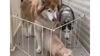 Милые и смешные коты и собаки. Забавные и милое видео