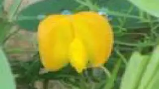Pegs And Pods
