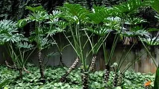 Thaumatophyllum Bipinnatifidum in a public garden