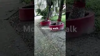 Morning walk