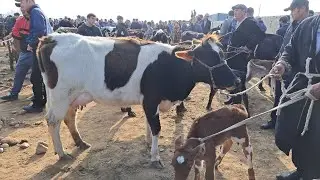 BOLALI SIGIRLAR NARHLARI SURXONDARYO QIZIRIQ JAHON MOL BOZORIDA 