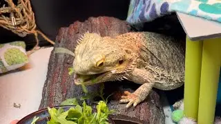 lizard mukbang