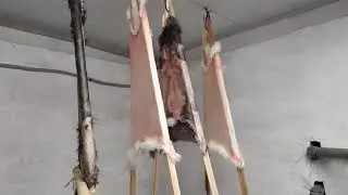 Выделка кроличьих шкурок своими руками. Часть 1.