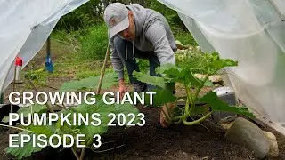 Growing Giant Pumpkins 2023 Episode 3 - Ribbon Vine