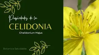 propìedades de la CELIDONIA- CHELIDONIUM MAJUS