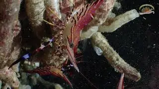 CAMARON PINTADO