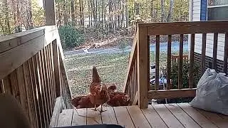 OMG FRONT PORCH CHICKENS