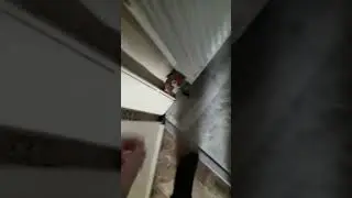 Say dog fall