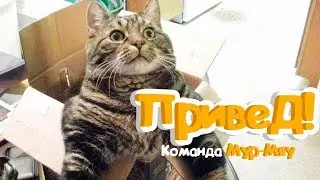 Приколы с Котами - Смешные коты и кошки 2017 | ПОПРОБУЙ НЕ ЗАСМЕЯТЬСЯ - смешное видео про котов