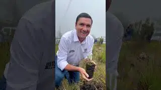 Sembramos 400 frailejones en Santurban