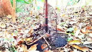 Em Bổi Này Quá Hổ Báo Phải Không Anh Em
