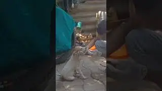 A sick puppy was treated. #music #dog #doglover #dogshorts #doglife #dogs