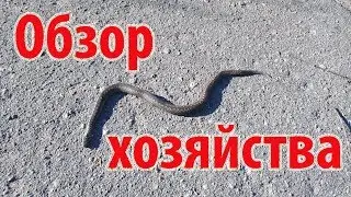 Утро в деревне - обзор хозяйства