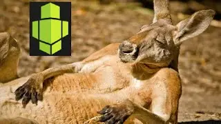 Hitbox wildlife - czyli lajwy w świecie zwierząt