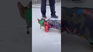Бенгал/Симба/впервые увидел снег/Bengal/Simba/saw snow for the timefirst