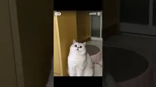 funny  cute cats #shortvideo #shorts