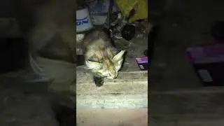 Нужна помощь котятам