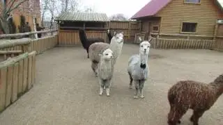 Альпаки дефилируют
