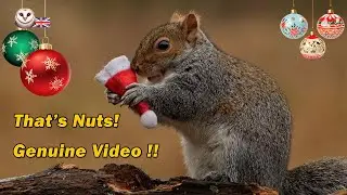 Santa Squirrel - Merry Christmas for wildlife!