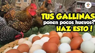 ¿Tus gallinas dejaron de poner huevos? Esto es lo que podrías estar haciendo mal 🐔🥚