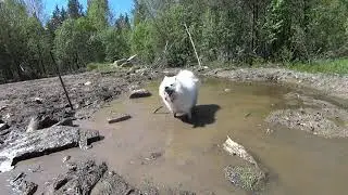 Коп и добыча металла в болоте.
