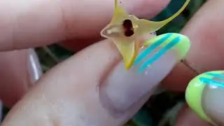 Миниатюрные орхидеи Porroglossum. Как выращивать