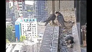 367 Collins Falcons Melbourne Australia - Mama z kolacją 🐥🐥🐥😊