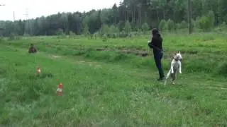 Тест ХНК. Бультерьер Игрейна
