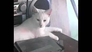 Home videos recorded on an old Sharp camera in 2026.