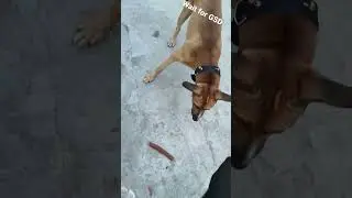 #Wait For It#funny#dogs#gsd#pitbull#desidog