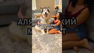 A dog that looks like a northern wolf and drags even your bad day forward 🐺❄️ 