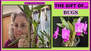 BACK FROM VACATION TO FIND MEALYBUGS ON MY ORCHID, HOW I AM DEALING WITH MEALYBUGS, ORCHID CARE