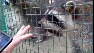 Еноты, харьковский зоопарк