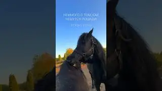 ЗНАЛИ ЭТО? #конныйблог #horse #конныйтуризм #equestrian #конныепрогулки #лошади #riding