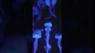 Disney aquarium jellyfish